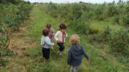 Cueillette des myrtilles